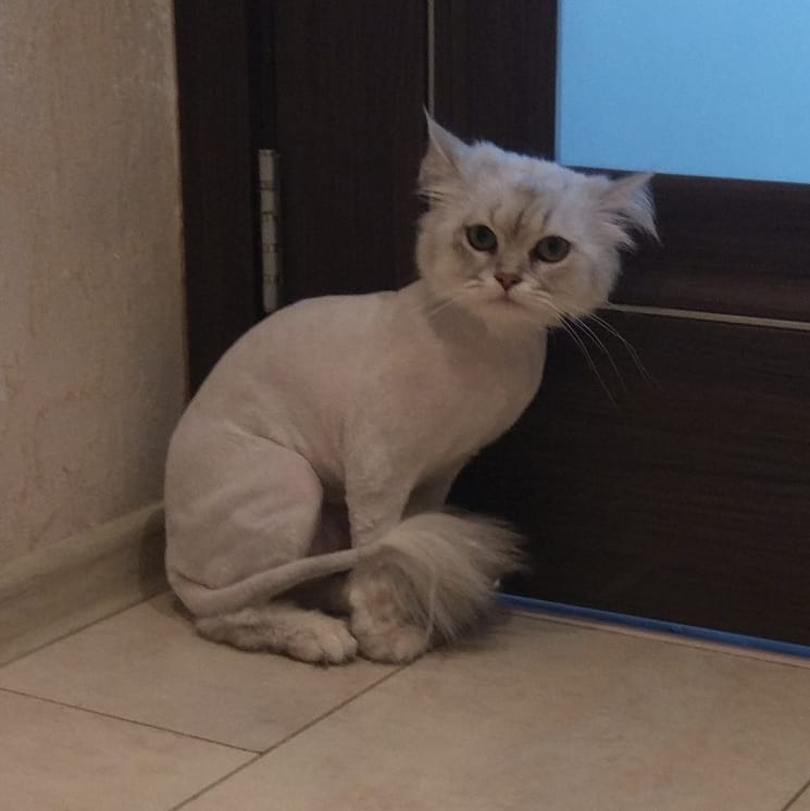 Где подстричь кошку в москве недорого